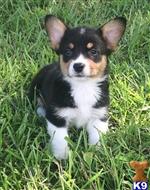 Pembroke Welsh Corgi
